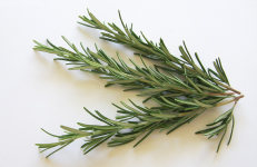 Photo of rosemary.