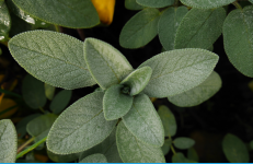 Photo of sage leaves.