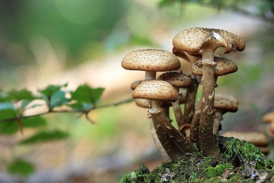 Bioactive Components In Mushrooms | Biofortis Research